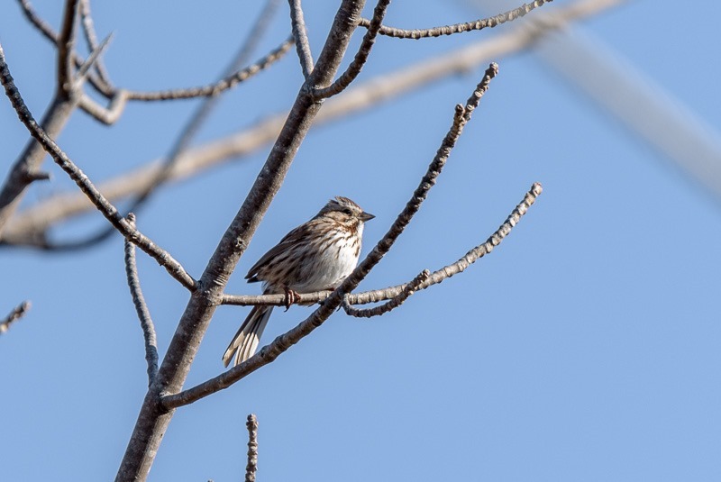 Sparrow singing